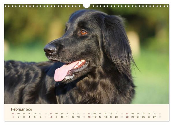 Produktbild: Hovawarte - einmal anders (Wandkalender 2026 DIN A3 quer), CALVENDO Monatskalender