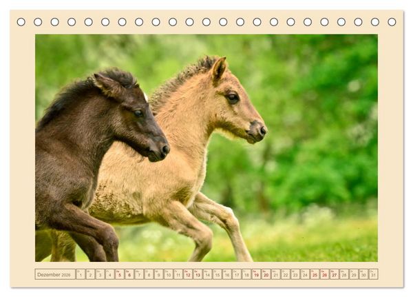 Produktbild: Fohlen, gl&uuml;cklich in der Herde (Tischkalender 2026 DIN A5 quer), CALVENDO Monatskalender