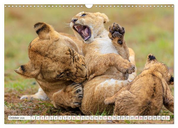 Produktbild: African Cats in impressive portraits (Wall Calendar 2026 DIN A3 landscape), CALVENDO 12 Month Wall Calendar