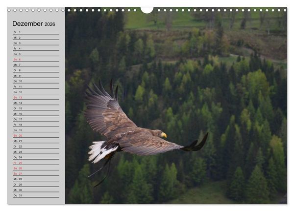 Produktbild: Adler und Greife. K&ouml;nige des Himmels (Wandkalender 2026 DIN A3 quer), CALVENDO Monatskalender