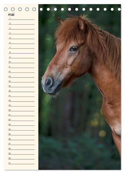 Produktbild: Cheval islandais - Calendrier anniversaire (Calendrier de bureau 2026 DIN A5 horizontal), CALVENDO calendrier mensuel