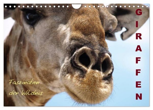 Produktbild: Giraffen &ndash; Faszination der Wildnis (Wandkalender 2026 DIN A4 quer), CALVENDO Monatskalender