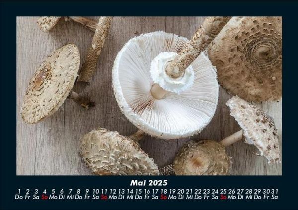 Produktbild: Pilzkalender 2025 Fotokalender DIN A5
