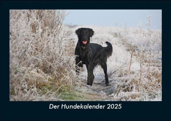 Produktbild: Der Hundekalender 2025 Fotokalender DIN A5