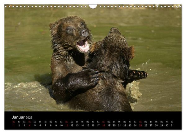 Produktbild: B&auml;ren im Nationalpark Bayerischer Wald (Wandkalender 2026 DIN A3 quer), CALVENDO Monatskalender