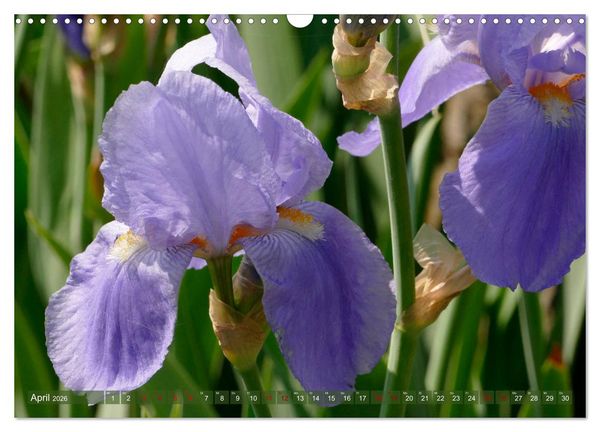 Produktbild: Iris - mond&auml;ne Gartensch&ouml;nheit (Wandkalender 2026 DIN A3 quer), CALVENDO Monatskalender