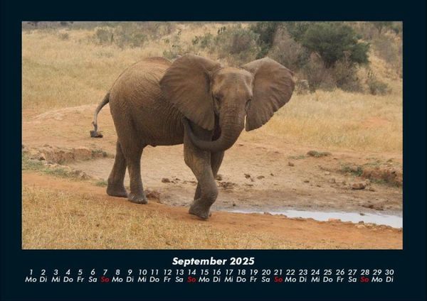 Produktbild: Der Elefantenkalender 2025 Fotokalender DIN A4