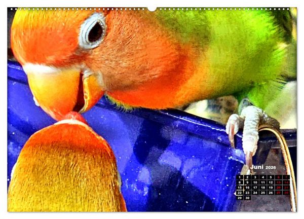 Produktbild: Die Unzertrennlichen (hochwertiger Premium Wandkalender 2026 DIN A2 quer), Kunstdruck in Hochglanz