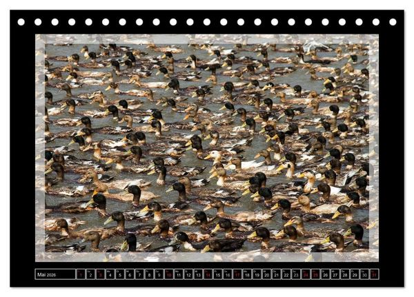 Produktbild: Kerala - Impressionen aus S&uuml;dindien (Tischkalender 2026 DIN A5 quer), CALVENDO Monatskalender