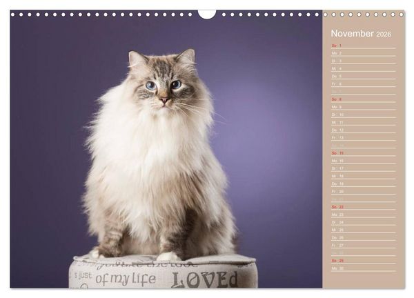 Produktbild: Zauberhafte Ragdolls / Geburtstagskalender (Wandkalender 2026 DIN A3 quer), CALVENDO Monatskalender