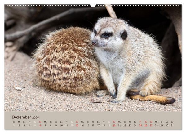 Produktbild: Quirlige Erdm&auml;nnchen (hochwertiger Premium Wandkalender 2026 DIN A2 quer), Kunstdruck in Hochglanz