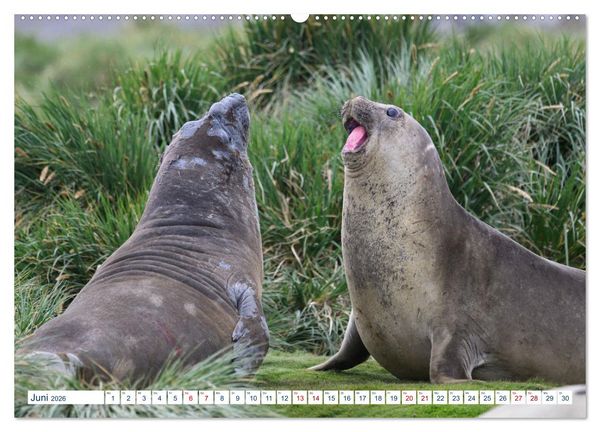 Produktbild: S&uuml;dgeorgien - Abgelegenes Naturparadies (hochwertiger Premium Wandkalender 2026 DIN A2 quer), Kunstdruck in Hochglanz