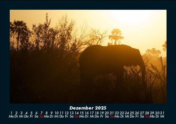 Produktbild: Elefanten 2025 Fotokalender DIN A5