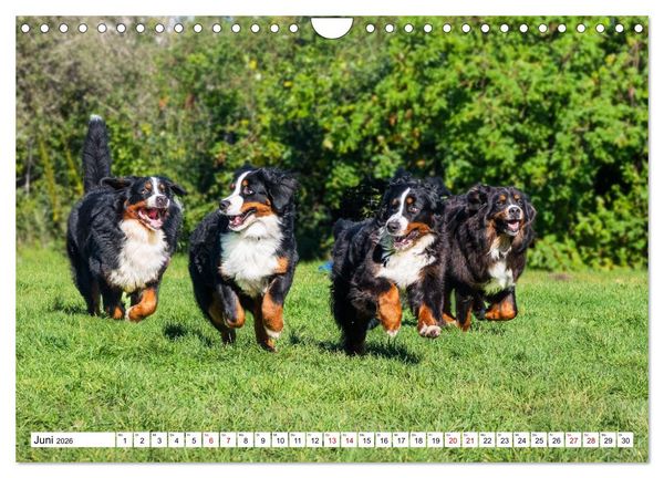 Produktbild: Berner Sennenhunde - Freunde f&uuml;r ein ganzes Leben (Wandkalender 2026 DIN A4 quer), CALVENDO Monatskalender