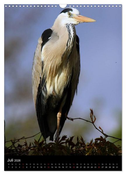 Produktbild: Wildlife 2026 (Wandkalender 2026 DIN A3 hoch), CALVENDO Monatskalender