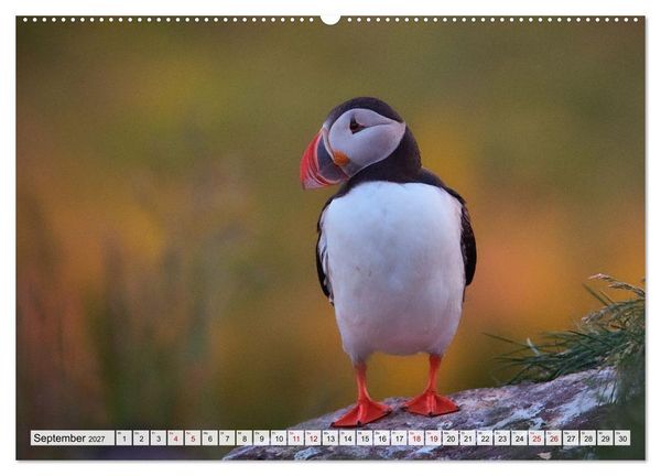 Produktbild: Papageitaucher - charmante Clowns (hochwertiger Premium Wandkalender 2027 DIN A2 quer), Kunstdruck in Hochglanz