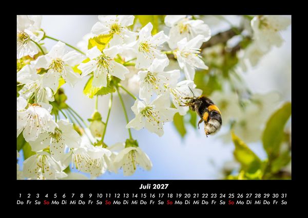 Produktbild: Blumenzauber 2027 Fotokalender DIN A3