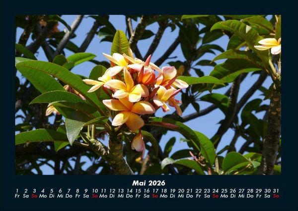 Produktbild: Blumentr&auml;ume 2026 Fotokalender DIN A4
