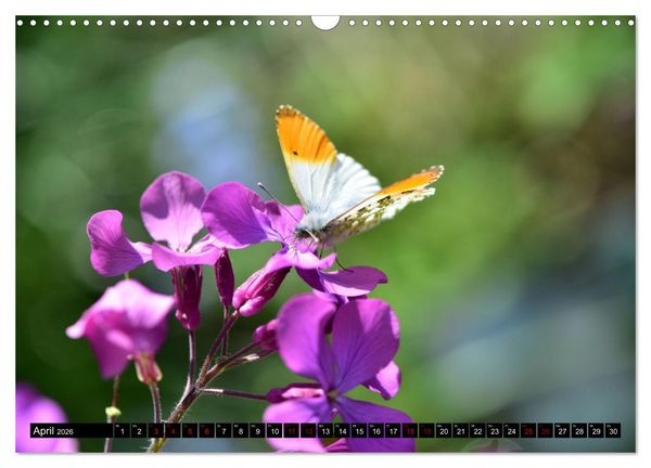 Produktbild: Insekten-Sommer (Wandkalender 2026 DIN A3 quer), CALVENDO Monatskalender