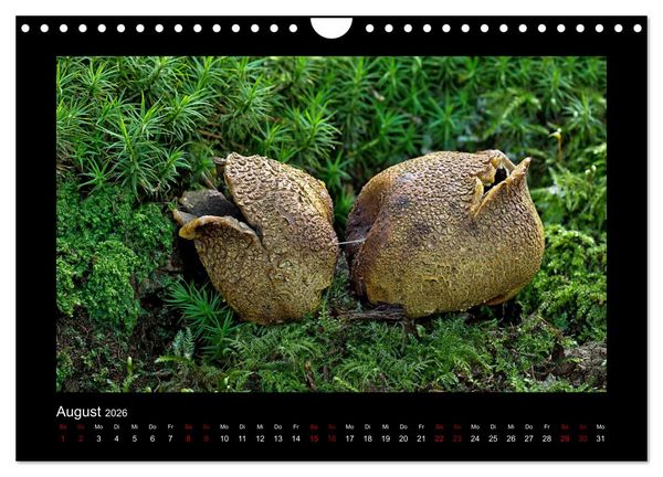 Produktbild: Pilzgalerie - Heimische Pilze aus der Region Rheinland-Pfalz (Wandkalender 2026 DIN A4 quer), CALVENDO Monatskalender