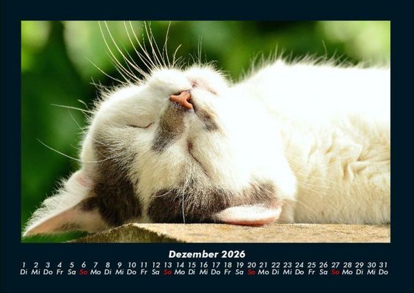 Produktbild: F&uuml;r Katzenfreunde 2026 Fotokalender DIN A4