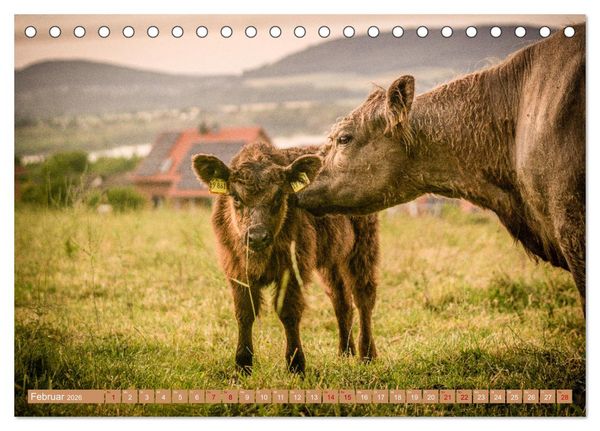 Produktbild: Mutterk&uuml;he (Tischkalender 2026 DIN A5 quer), CALVENDO Monatskalender