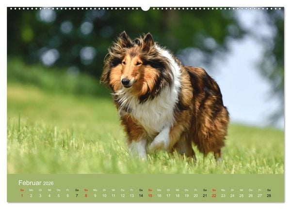 Produktbild: Collies - charmante Herzensbrecher (hochwertiger Premium Wandkalender 2026 DIN A2 quer), Kunstdruck in Hochglanz