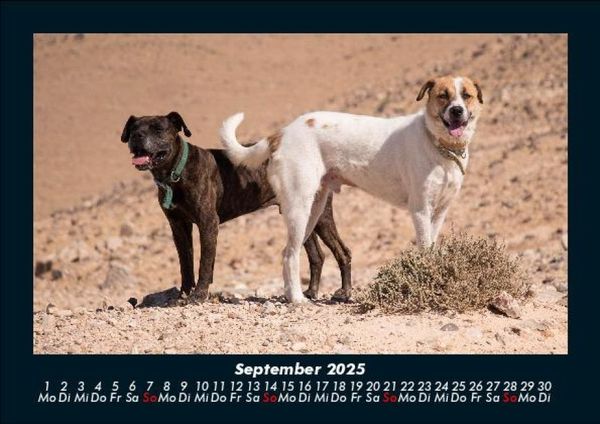 Produktbild: Hunde 2025 Fotokalender DIN A5