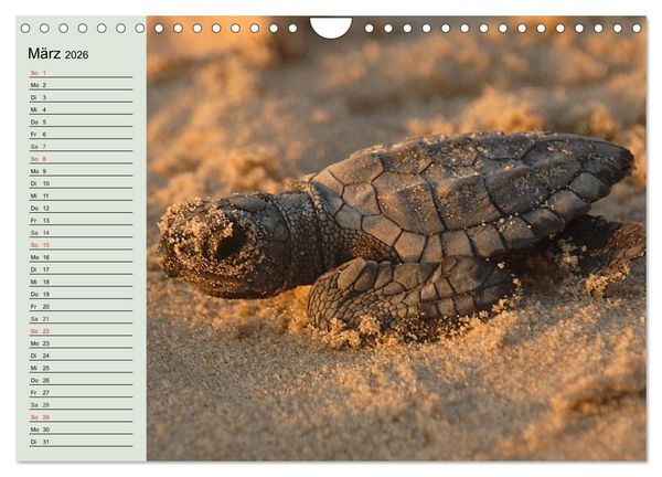 Produktbild: Meeresschildkr&ouml;ten. Nomaden der Ozeane (Wandkalender 2026 DIN A4 quer), CALVENDO Monatskalender