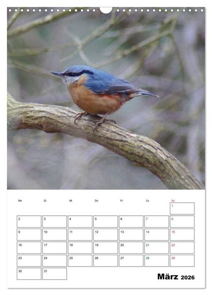 Produktbild: Heimische Singv&ouml;gel (Wandkalender 2026 DIN A3 hoch), CALVENDO Monatskalender