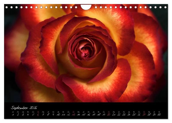 Produktbild: Floral Portraits - Blumen Impression (Wandkalender 2026 DIN A4 quer), CALVENDO Monatskalender
