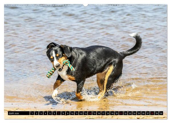 Produktbild: Entlebucher Sennenhund - treue Freunde (Wandkalender 2026 DIN A2 quer), CALVENDO Monatskalender