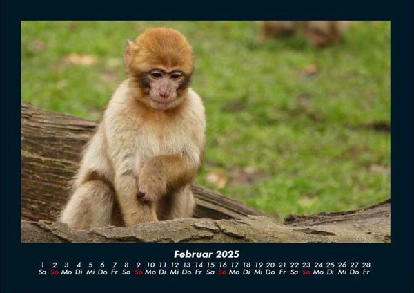 Produktbild: Affen 2025 Fotokalender DIN A4