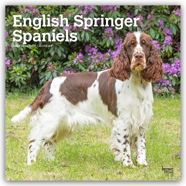 Produktbild: English Springer Spaniels 2027 &ndash; 16-Monatskalender