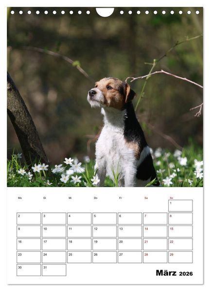 Produktbild: Tender Fellows - Parson Russell Terrier (Wandkalender 2026 DIN A4 hoch), CALVENDO Monatskalender
