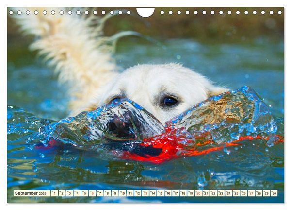 Produktbild: Golden Retriever - Freunde auf 4 Pfoten (Wandkalender 2026 DIN A4 quer), CALVENDO Monatskalender