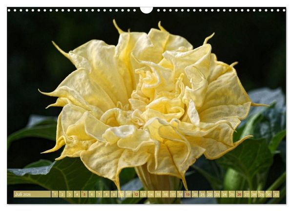 Produktbild: Flower Power - Zauberhafte K&uuml;belpflanzen (Wandkalender 2026 DIN A3 quer), CALVENDO Monatskalender