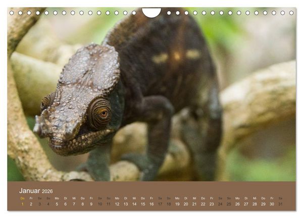 Produktbild: Madagaskars wundersame Tierwelt (Wandkalender 2026 DIN A4 quer), CALVENDO Monatskalender