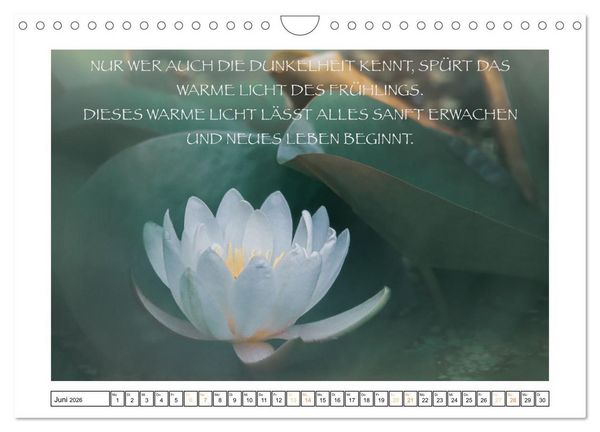 Produktbild: Spruch verliebt (Wandkalender 2026 DIN A4 quer), CALVENDO Monatskalender