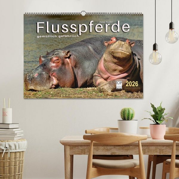 Produktbild: Flusspferde - gem&uuml;tlich gef&auml;hrlich (Wandkalender 2026 DIN A2 quer), CALVENDO Monatskalender