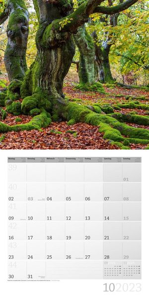Zauber des Waldes Kalender 2023 - 30x30