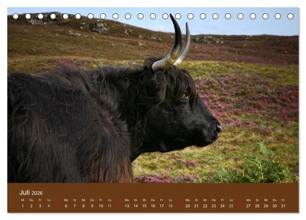 Produktbild: Schottische Hochlandrinder - Highland Cattle (Tischkalender 2026 DIN A5 quer), CALVENDO Monatskalender