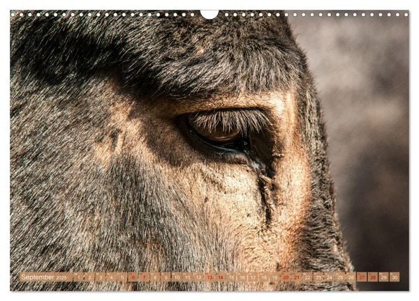 Produktbild: Esel der Welt - Lieblings Langohren (Wandkalender 2025 DIN A3 quer), CALVENDO Monatskalender