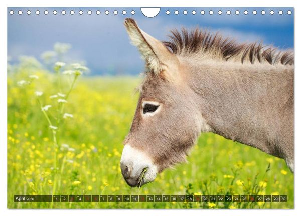 Produktbild: Esel - h&uuml;bsch, klug und flei&szlig;ig (Wandkalender 2026 DIN A4 quer), CALVENDO Monatskalender