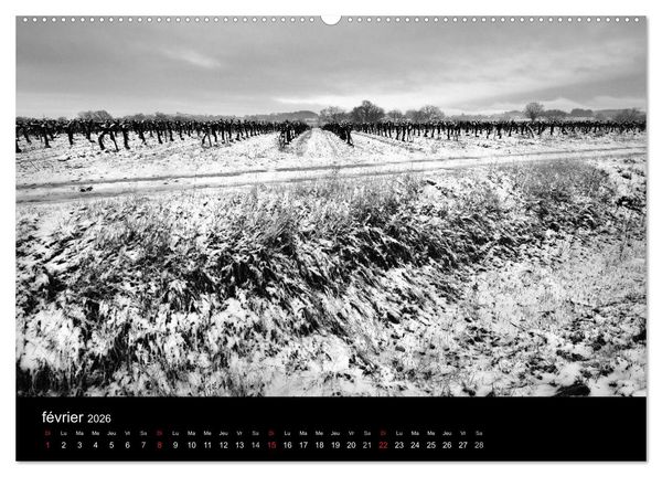 Produktbild: VIGNES DU SUD terroirs d'AOC (Calendrier mural 2026 DIN A2 vertical) calendrier de bureau