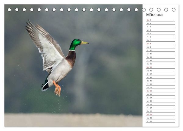 Produktbild: Emotionale Momente: Die Stockente. (Tischkalender 2026 DIN A5 quer), CALVENDO Monatskalender