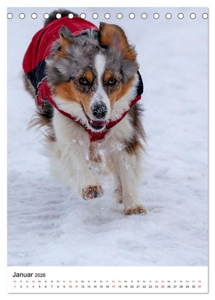 Produktbild: Hermine - Ein Jahr mit einem Mini Australian Shepherd (Tischkalender 2026 DIN A5 hoch), CALVENDO Monatskalender