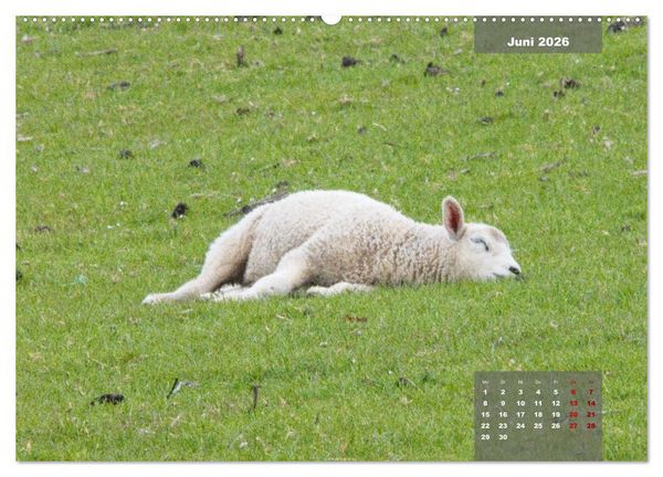 Produktbild: Naturparadies Nordstrand und Beltringharder Koog (hochwertiger Premium Wandkalender 2026 DIN A2 quer), Kunstdruck in Hochglanz