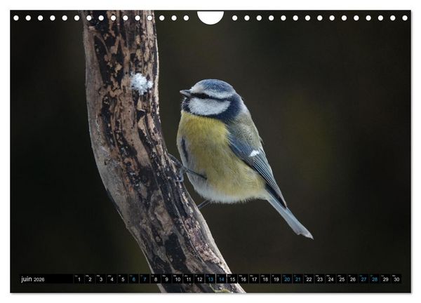Produktbild: Mes anges bleus en &Icirc;le-de-France (Calendrier mural 2026 DIN A4 vertical), CALVENDO calendrier mensuel