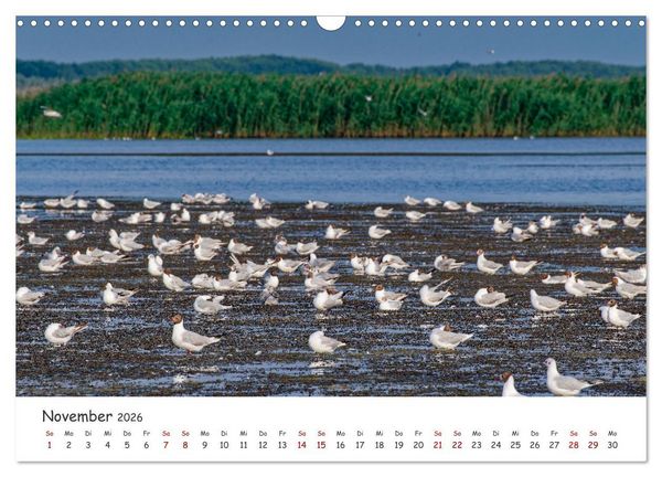 Produktbild: Donau-Delta (Wandkalender 2026 DIN A3 quer), CALVENDO Monatskalender